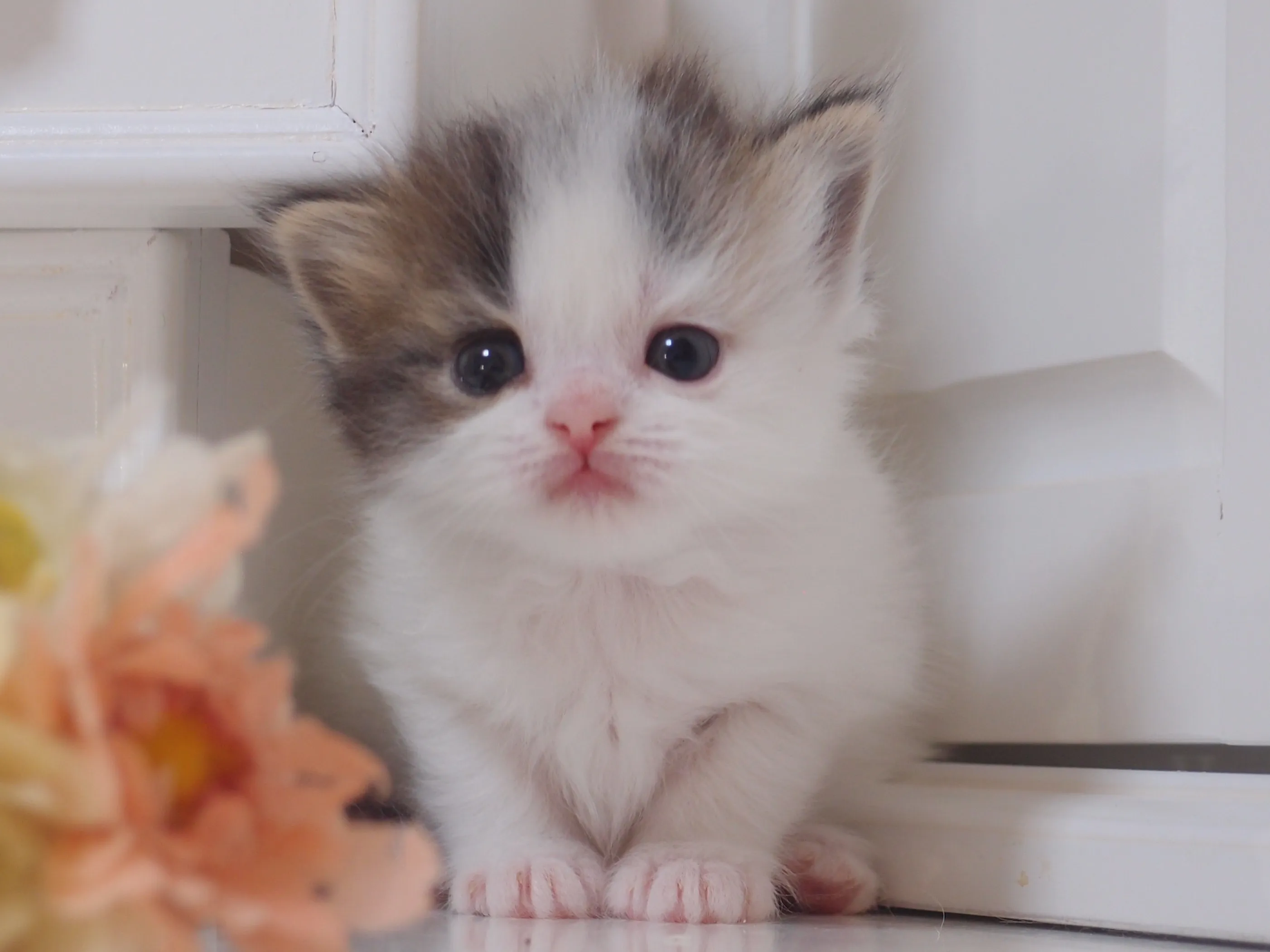 ID：1604-00255の子猫