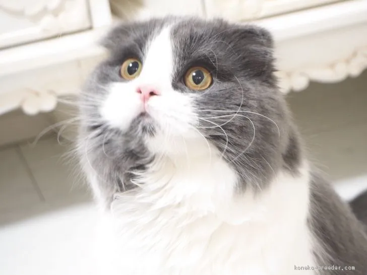 ID:1911-00987の子猫