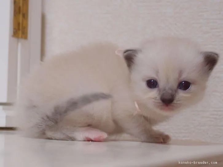 ID：1609-00131の子猫