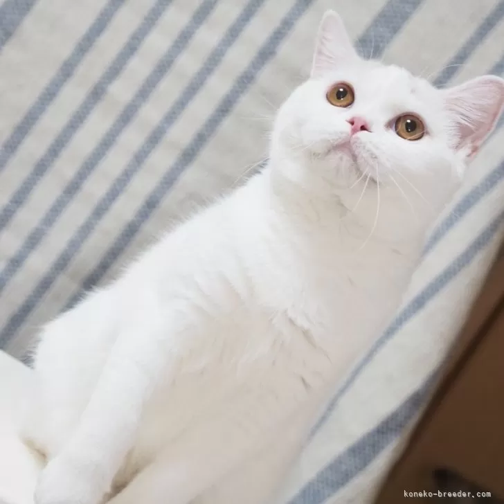 ID:2308-01317の子猫