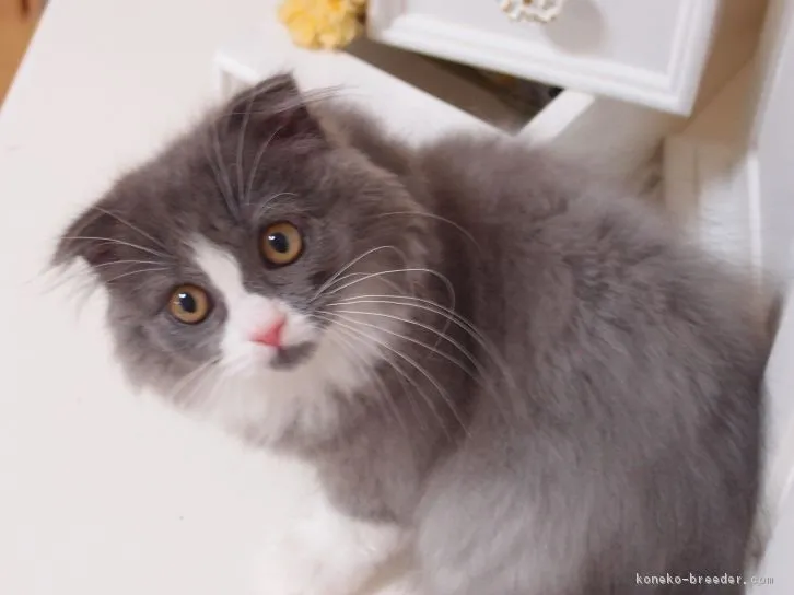 ID：1606-00925の子猫