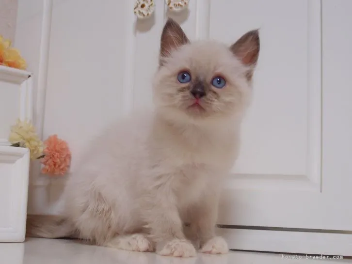 ID：1608-00190の子猫