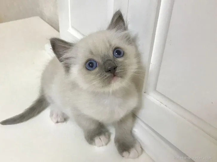 ID:1610-00273の子猫
