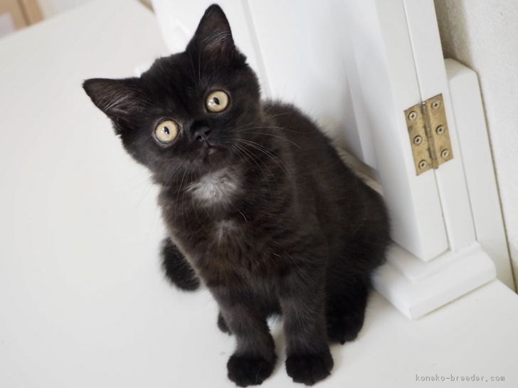 タコタン 様のお迎えした子猫