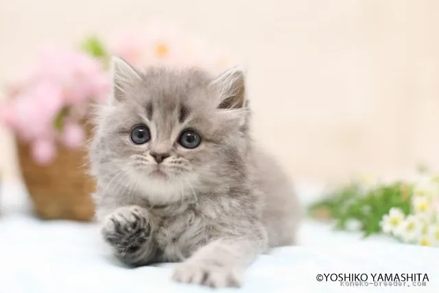 ID：1806-01050の子猫