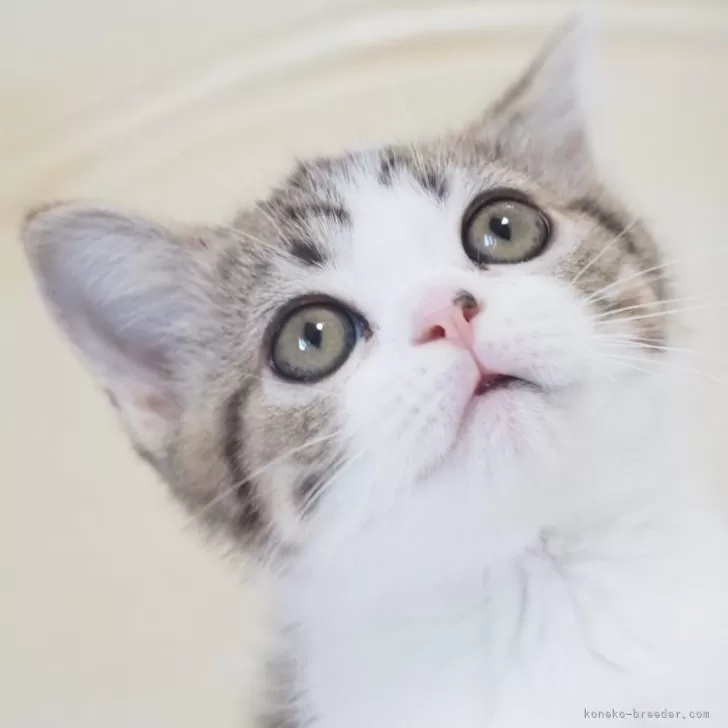 ID：2410-02191の子猫