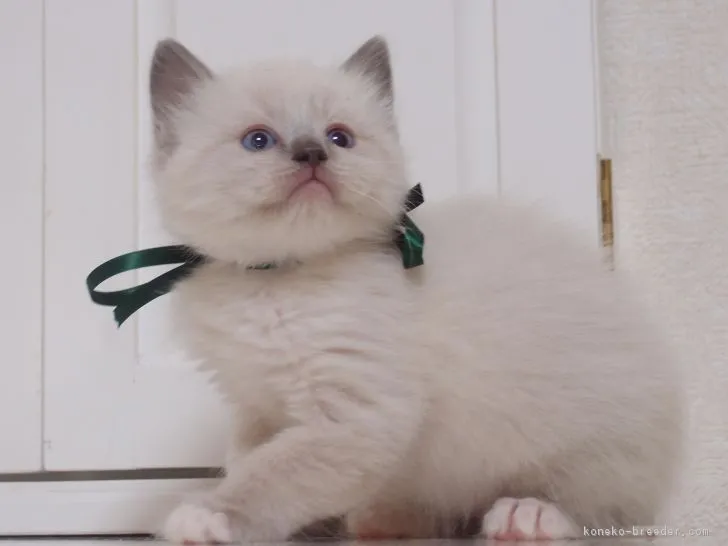 あき 様のお迎えした子猫