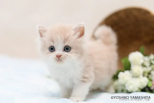 ID：1806-01052の子猫