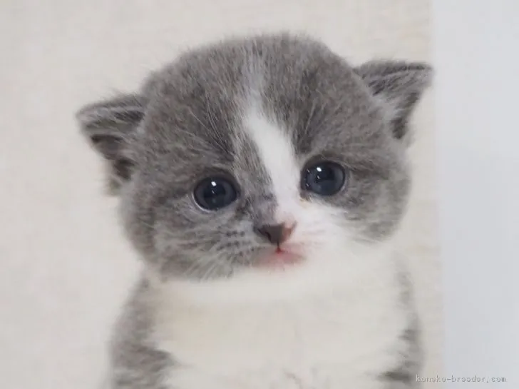 ID：1708-00405の子猫