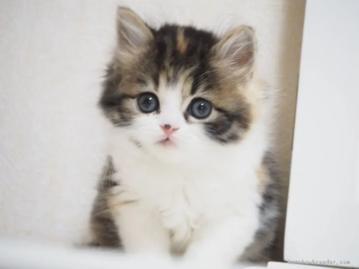 ID：1711-00898の子猫