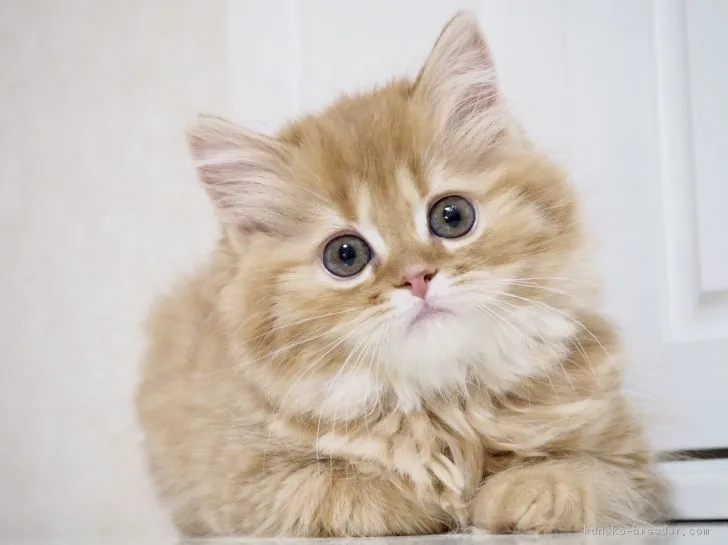 ID：1903-00603の子猫