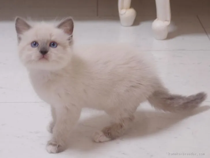 ID：1703-00676の子猫