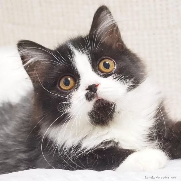 ID：2406-02494の子猫