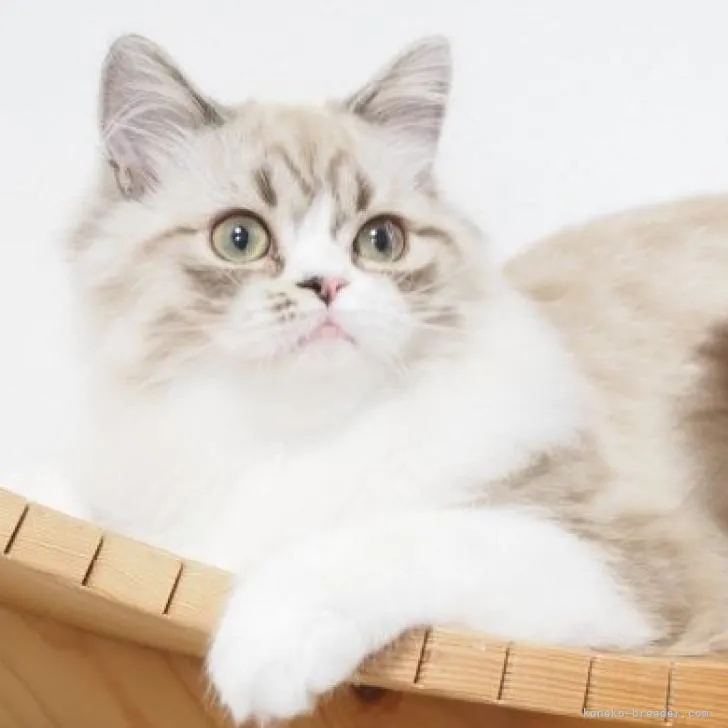 ID：2204-00942の子猫