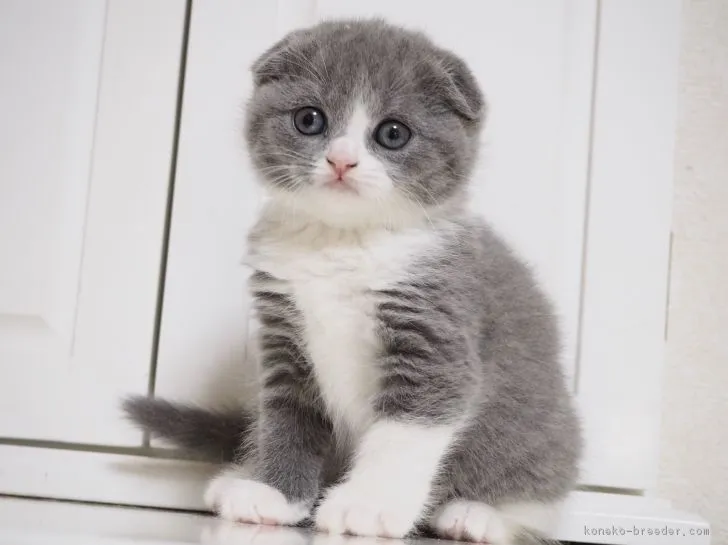 こてつ 様のお迎えした子猫