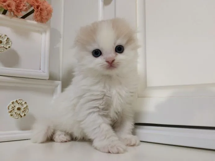 ID：1501-00260の子猫