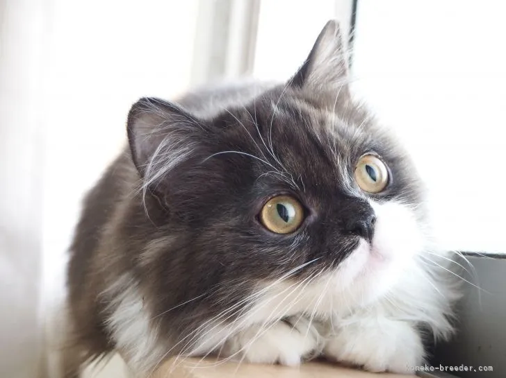 ID:2101-01544の子猫