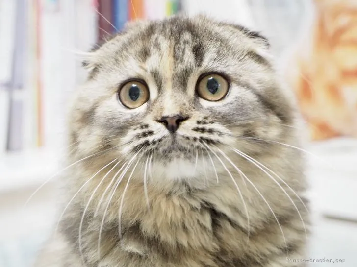 ID：1908-01409の子猫