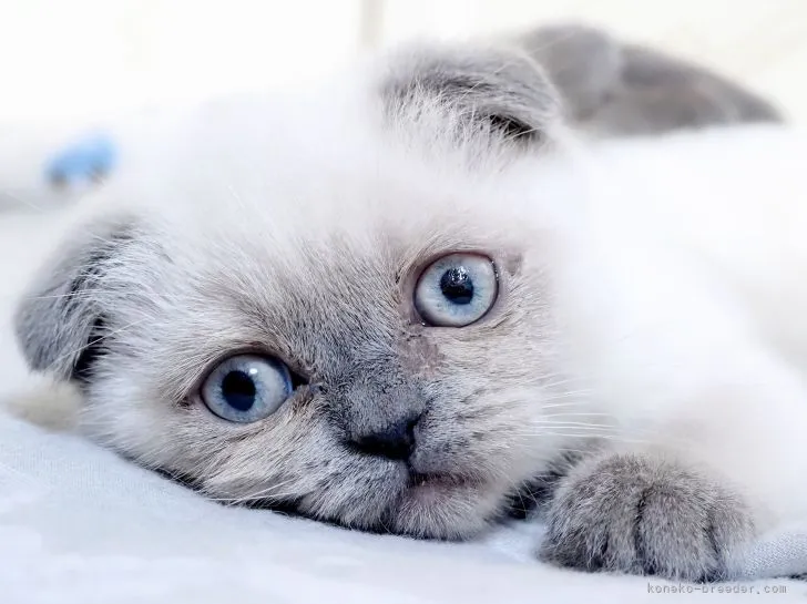 ID：2203-01187の子猫