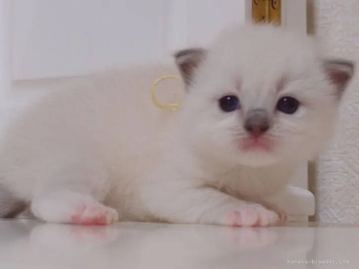 とももん 様のお迎えした子猫