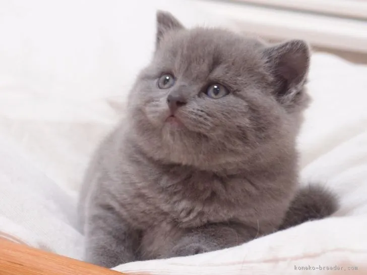 ID：1705-00006の子猫