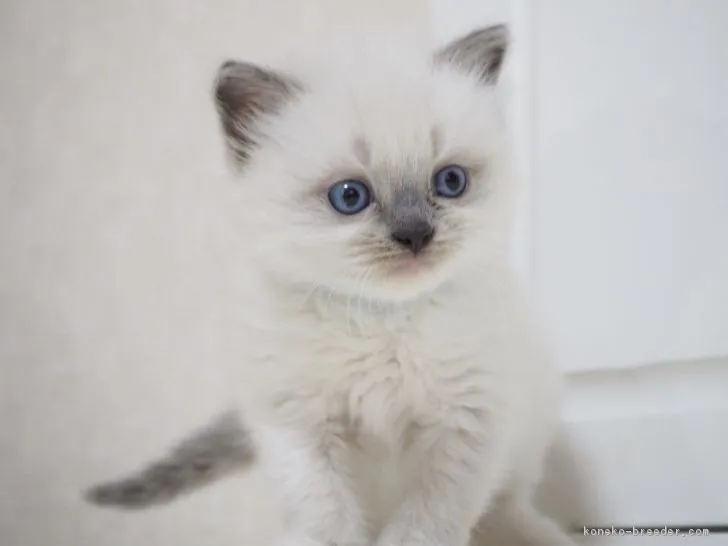 ID：1804-01184の子猫
