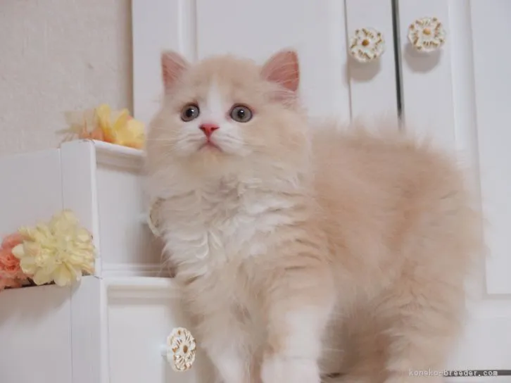 ID：1606-00959の子猫