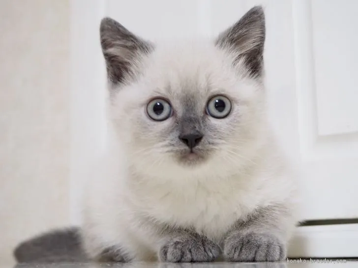 ID：1908-01411の子猫