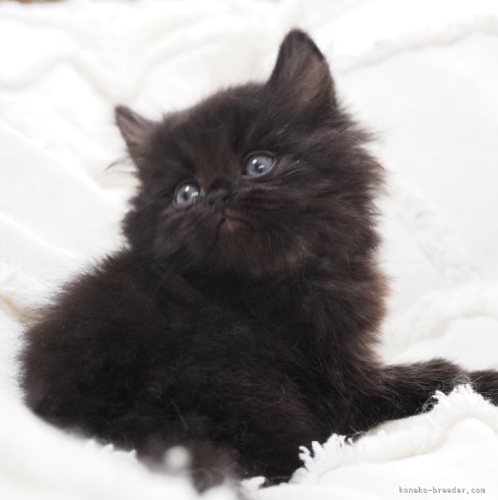 cat_img_1_fffa2401b239.jpg
