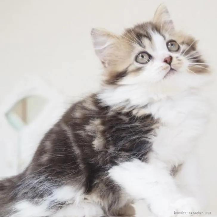 ID:2207-00001の子猫