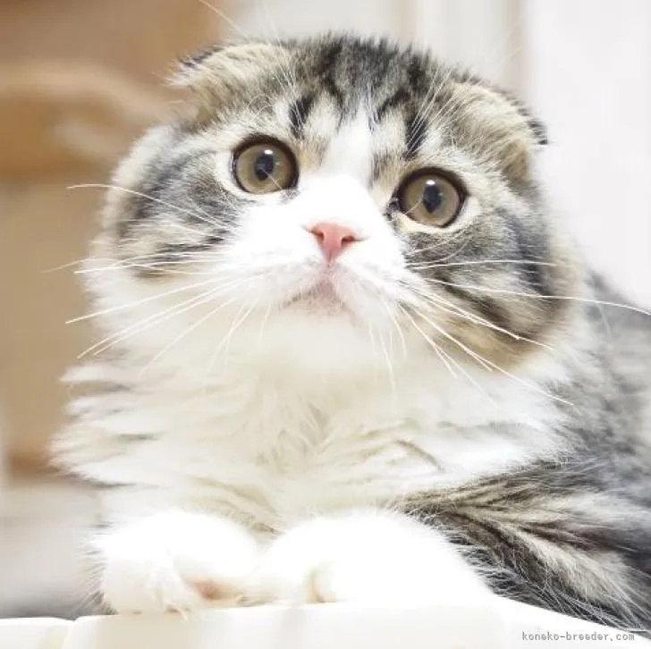 ID：2205-01973の子猫