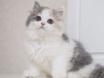 スコティッシュストレート【千葉県・女の子・2018年8月9日・ブルートーティ&ホワイト(ダイリュートキャリコ)（ロング）】の写真「明るい性格で天真爛漫な可愛い女の子です♪」