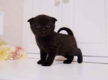 スコティッシュフォールド【千葉県・女の子・2015年1月28日・ブラックスモーク（ミディアムロング）】の写真「テディベアみたいな折れ耳女の子♪」