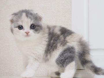 スコティッシュフォールド(折れ耳)【千葉県・女の子・2017年8月21日・ブルートーティ&ホワイト(ダイリュートキャリコ)（ショート）】の写真「真ん丸で、大きなお顔が自慢の女の子♪」