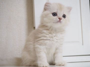 スコティッシュフォールド(折れ耳)【千葉県・男の子・2017年7月31日・クリームクラシックタビー&ホワイト（ロング）】の写真「離れたお目々が可愛いベビーフェイスくん♪」