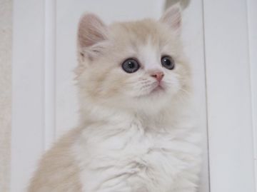 スコティッシュストレート【千葉県・男の子・2017年7月31日・クリームクラシックタビー&ホワイト（ロング）】の写真「がっしり体型で優しいお顔立ちの男の子♪」