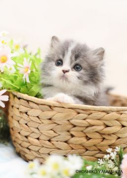 スコティッシュストレート【千葉県・男の子・2018年4月29日・ブルークラシックタビー&ホワイト（ロング）】の写真「愛嬌たっぷりのお顔の甘えん坊さんです♪」