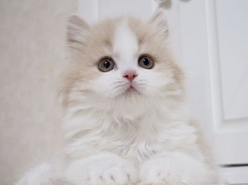 スコティッシュストレート【千葉県・男の子・2018年8月9日・クリーム&ホワイト（ロング）】の写真「ベビーフェイスで文句なしに可愛い男の子です(^^♪」