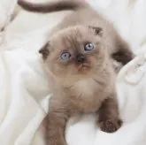 スコティッシュフォールド(折れ耳)【千葉県・女の子・2023年2月18日・シールミンク】の写真1