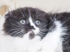 スコティッシュフォールド(折れ耳)【千葉県・男の子・2021年6月28日・ブラック&ホワイト】の写真1
