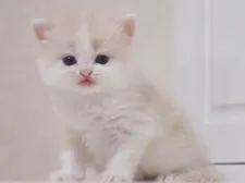 スコティッシュストレート【千葉県・女の子・2017年3月16日・クリーム&ホワイト】の写真1