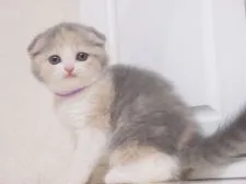 スコティッシュフォールド(折れ耳)【千葉県・女の子・2017年4月9日・ブルートーティ&ホワイト(ダイリュートキャリコ)】の写真1