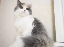 スコティッシュストレート【千葉県・女の子・2019年9月5日・ブルートーティ&ホワイト(ダイリュートキャリコ)】の写真1