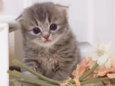 スコティッシュフォールド【千葉県・男の子・2016年5月31日・ブルークラシックタビー】の写真1