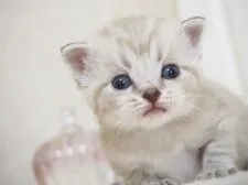 スコティッシュフォールド(折れ耳)【千葉県・男の子・2021年7月8日・】の写真1