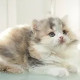 スコティッシュストレート【千葉県・女の子・2023年6月22日・ブルートーティ&ホワイト】の写真1