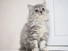 スコティッシュストレート【千葉県・女の子・2019年5月21日・ブルーシルバーマッカレルトービー】の写真1