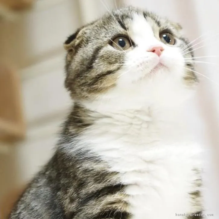 ID：2205-01825の子猫