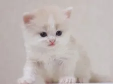 スコティッシュストレート【千葉県・女の子・2017年3月16日・クリーム&ホワイト】の写真2