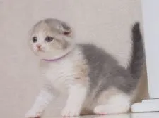 スコティッシュフォールド(折れ耳)【千葉県・女の子・2017年4月9日・ブルートーティ&ホワイト(ダイリュートキャリコ)】の写真2